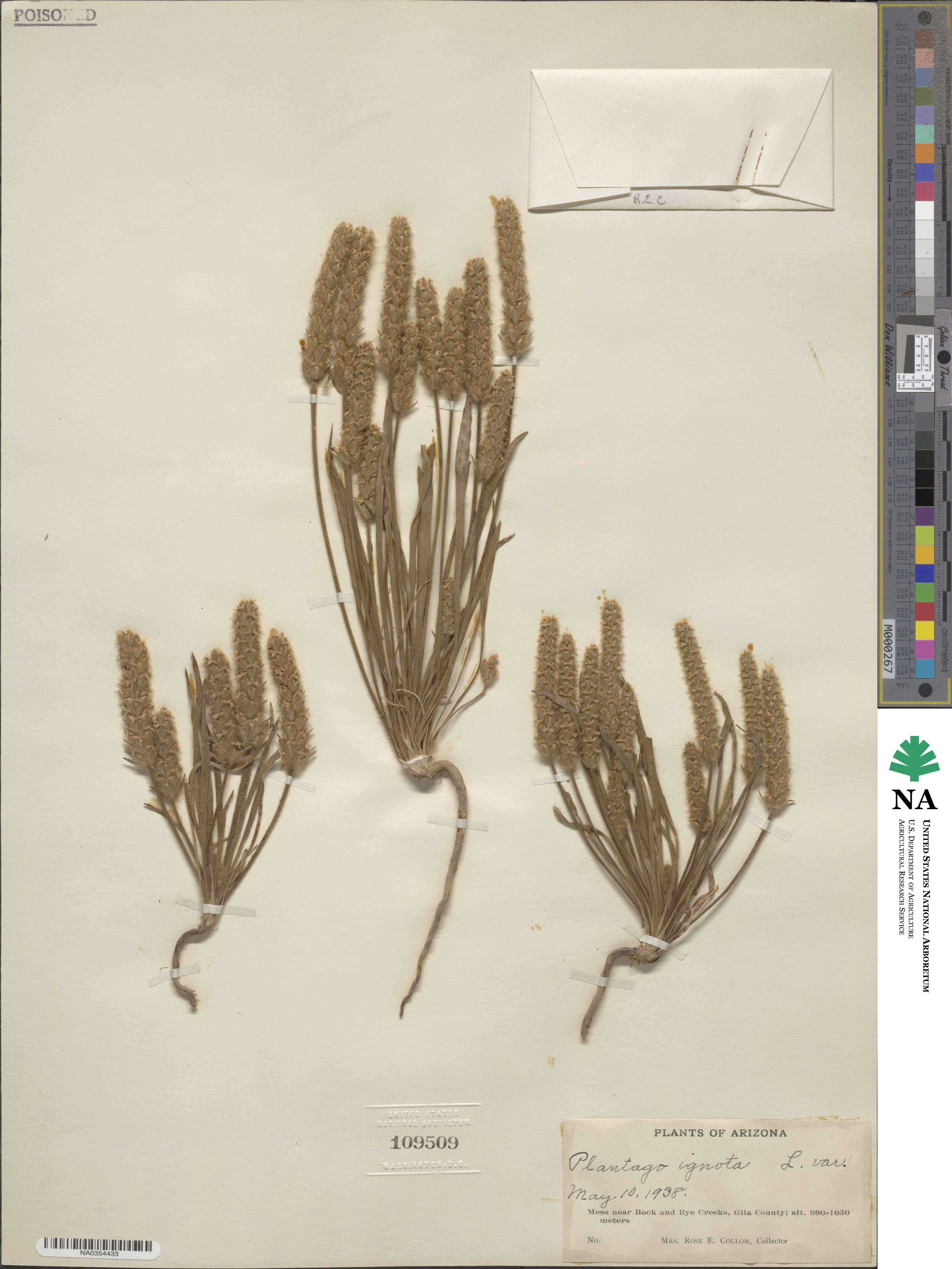 Plantago patagonica image