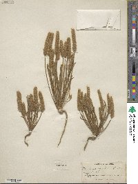 Plantago patagonica image