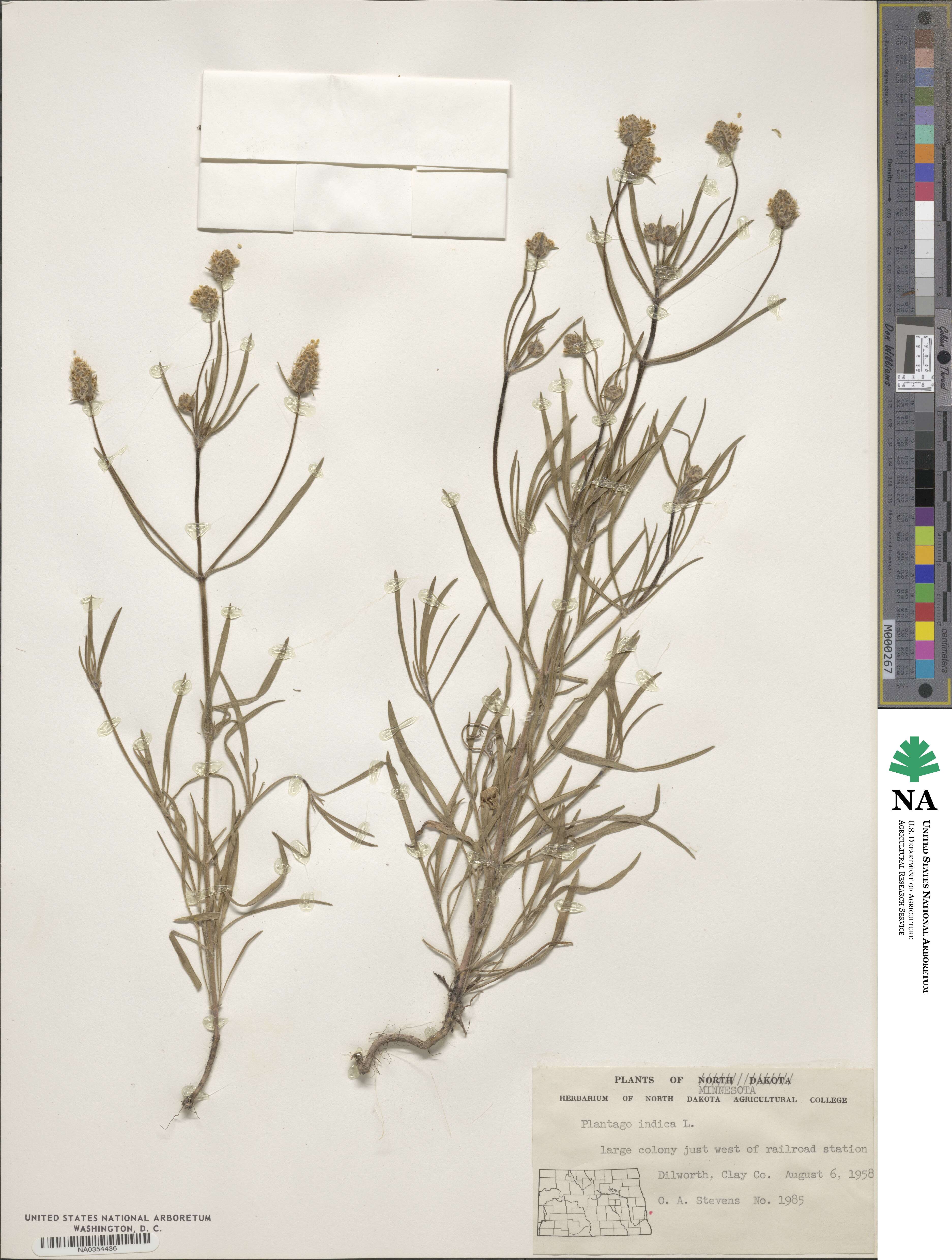 Plantago arenaria subsp. arenaria image