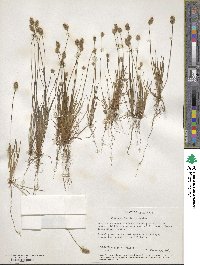 Plantago insularis image