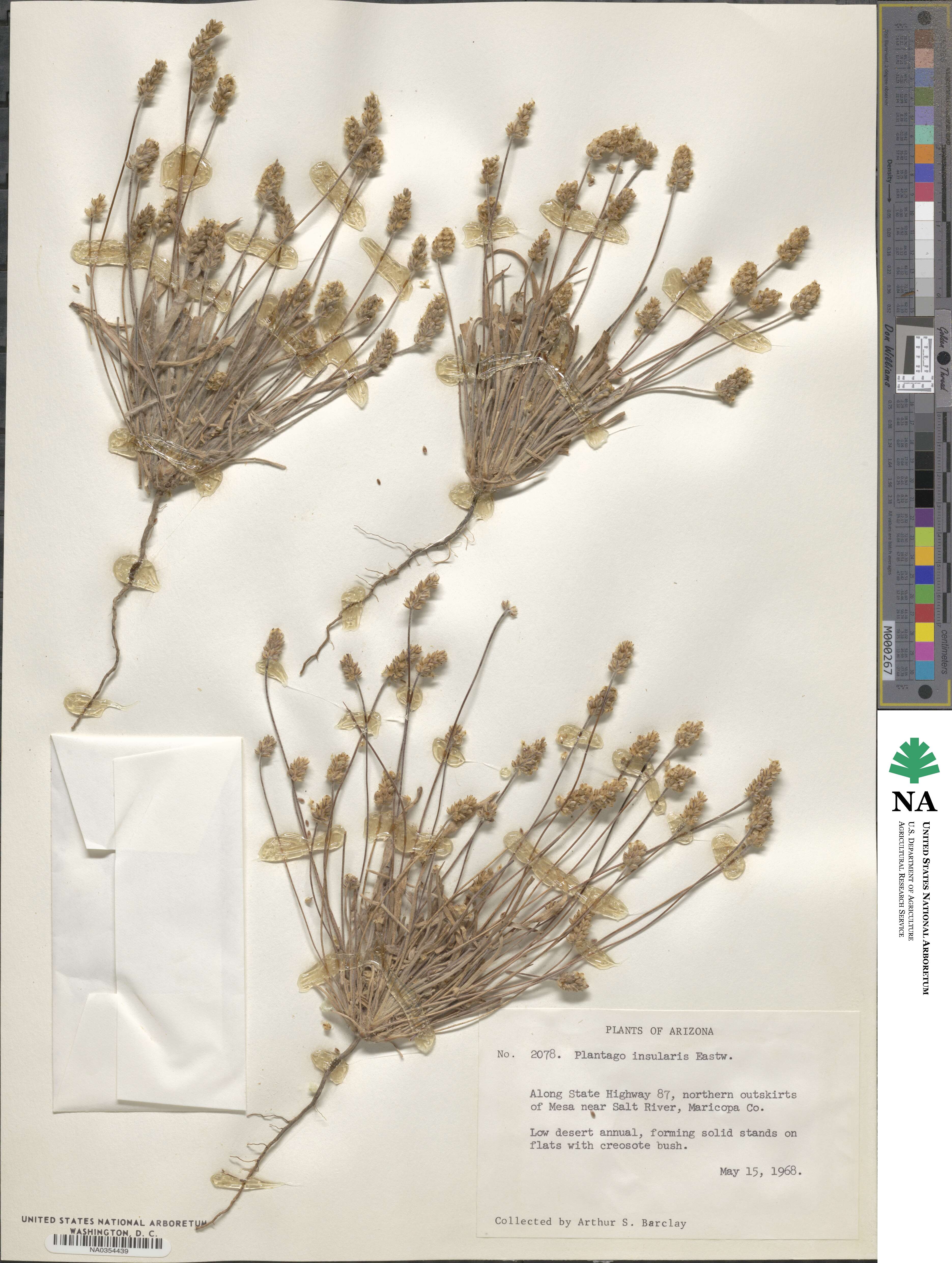 Plantago insularis image