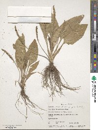 Plantago major image