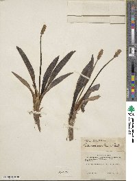 Plantago macrocarpa image