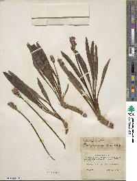 Plantago macrocarpa image