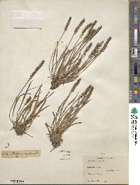 Plantago maritima image