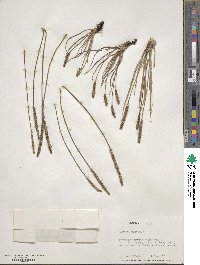 Plantago maritima image