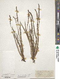 Plantago maritima image