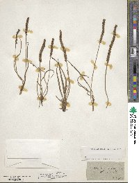 Plantago maritima image