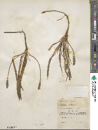 Plantago maritima image