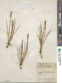 Plantago maritima image