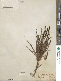 Plantago maritima image