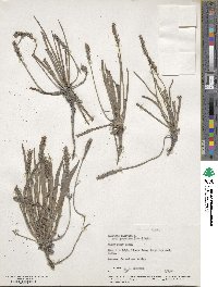 Plantago maritima subsp. juncoides image