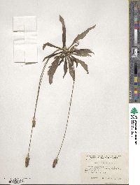 Plantago lanceolata image