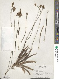 Plantago lanceolata image