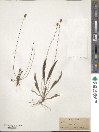 Plantago lanceolata image