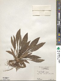 Plantago lanceolata image