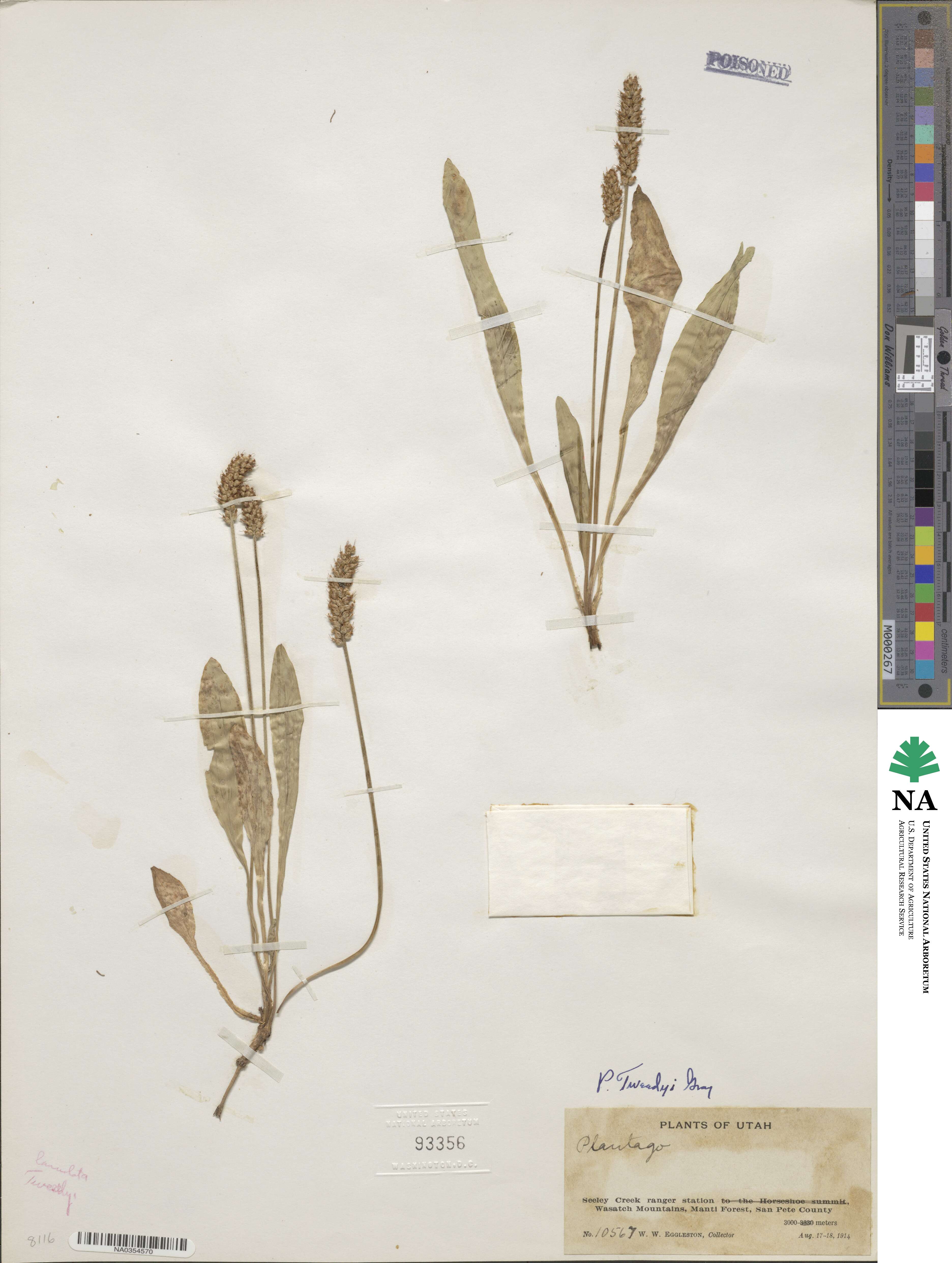 Plantago tweedyi image