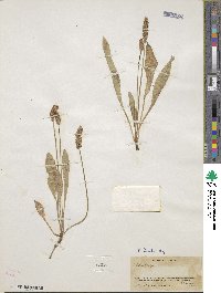 Plantago tweedyi image