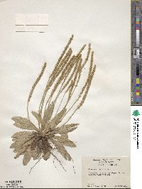 Plantago virginica image