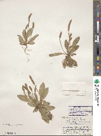 Plantago virginica image