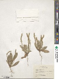 Plantago virginica image