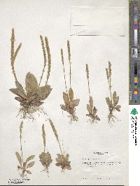 Plantago virginica image