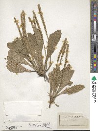 Plantago virginica image