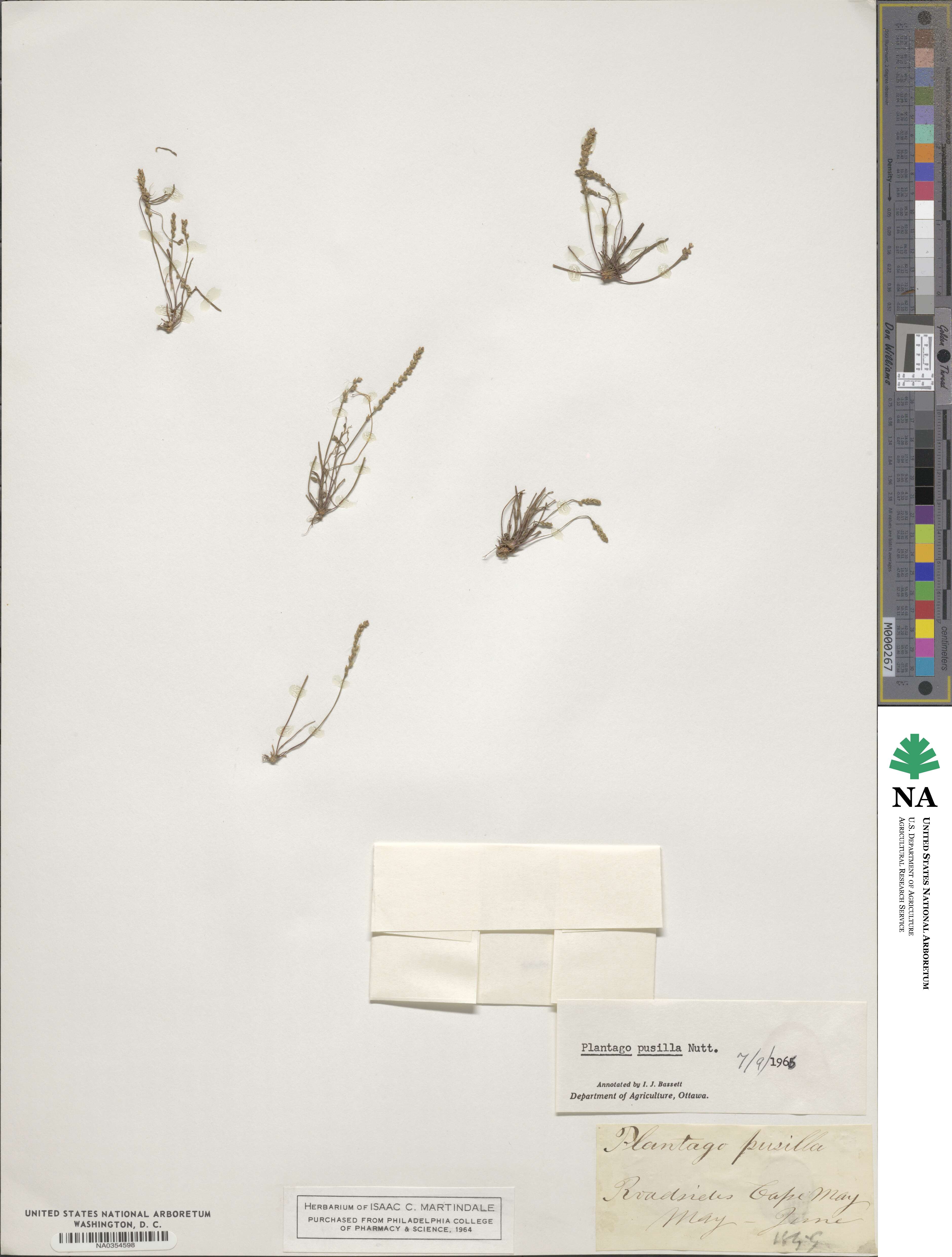 Plantago pusilla image