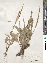 Plantago rhodosperma image