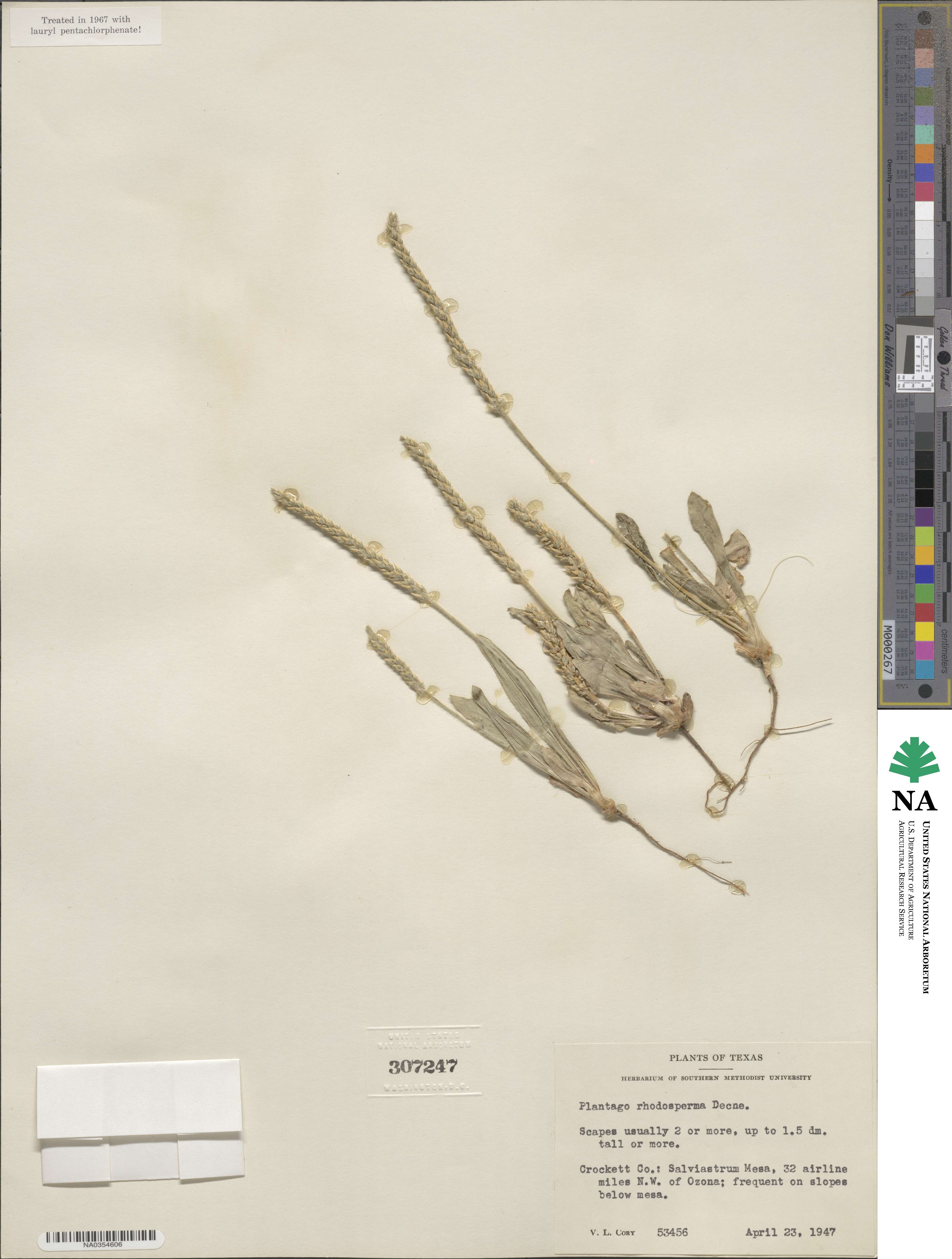 Plantago rhodosperma image