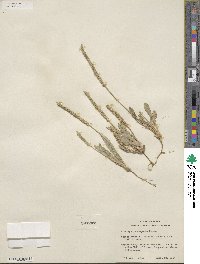 Plantago rhodosperma image