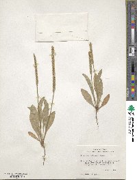 Plantago rhodosperma image