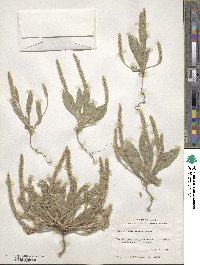 Plantago rhodosperma image