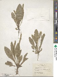 Plantago rhodosperma image