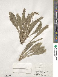 Plantago rhodosperma image