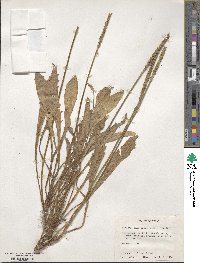 Plantago rhodosperma image