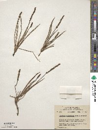 Plantago maritima image