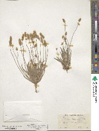 Plantago patagonica image