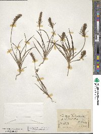 Plantago patagonica image