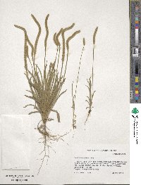 Plantago patagonica image