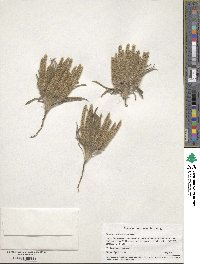 Plantago patagonica image