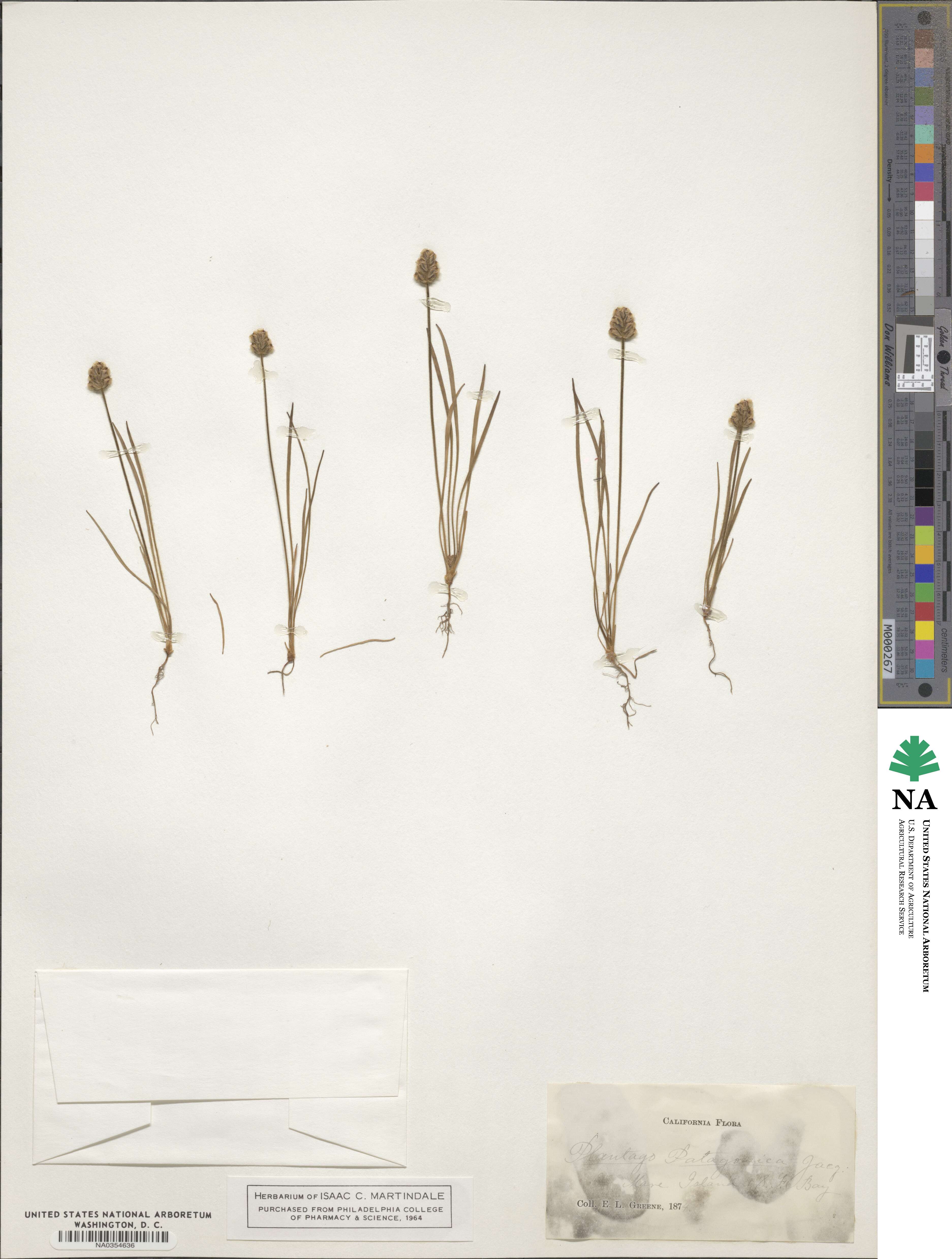 Plantago patagonica image
