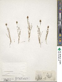 Plantago patagonica image