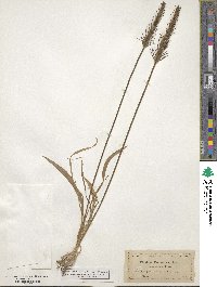 Plantago aristata image