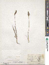 Plantago aristata image