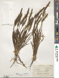 Plantago aristata image