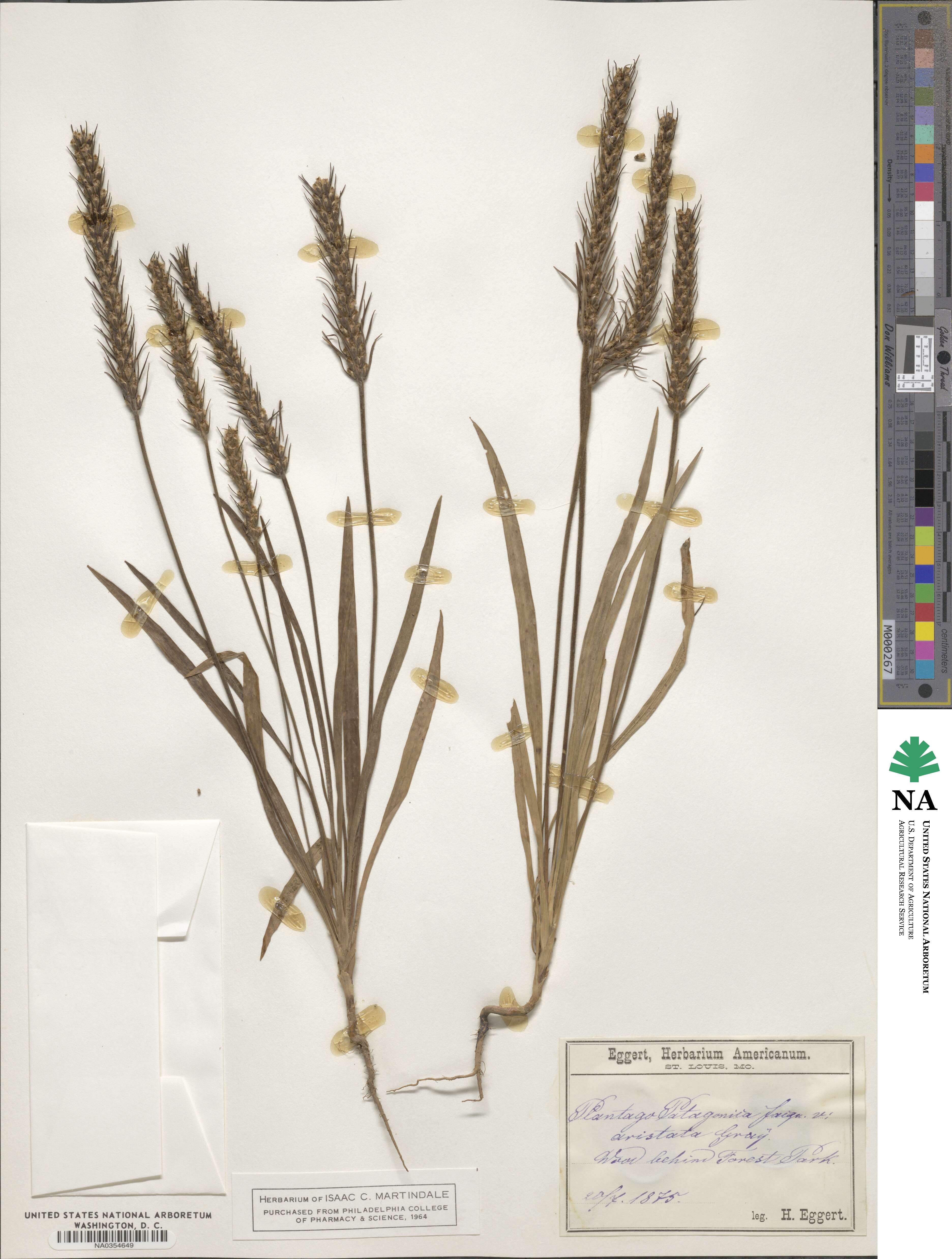 Plantago aristata image