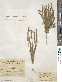 Plantago patagonica image