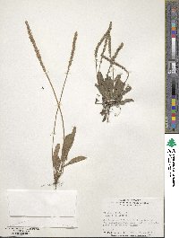 Plantago virginica image