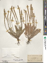 Plantago virginica image